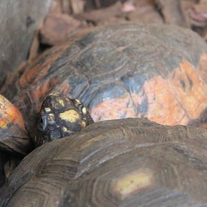 Chinese three-striped box turtle