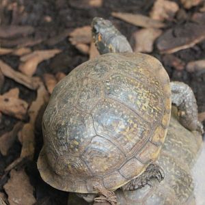 Terrapene - Box turtle ID