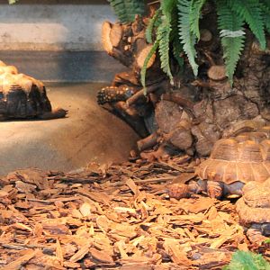 Tortoises