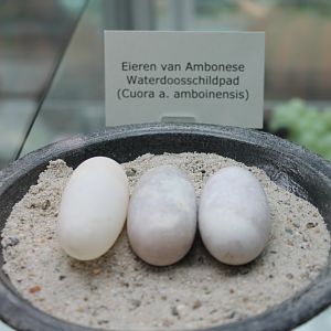 Eggs Cuora amboinensis