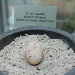Egg Siebenrockiella crassicollis