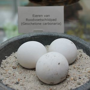 Eggs Geochelone carbonaria