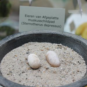 Eggs Sternotherus depressus