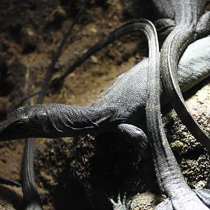 Varanus salvator - Melanistic form