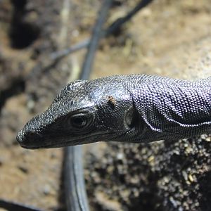 Varanus salvator - Melanistic form