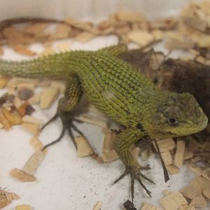 Scelophorus malachiticus