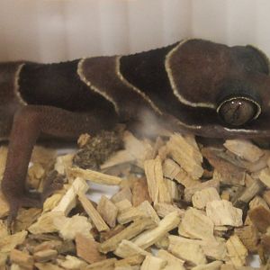 Cyrtodactylus intermedius