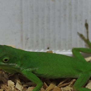 Anolis coelestinus - male