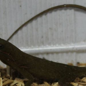 Anolis coelestinus - female