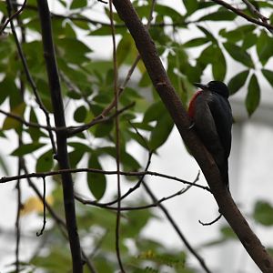 Woodpecker species ID?