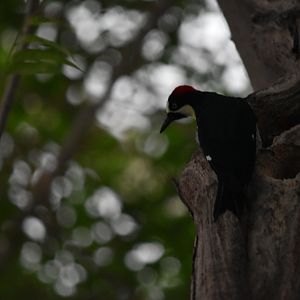 Woodpecker Species ID?