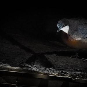 Luzon Bleeding Heart Dove