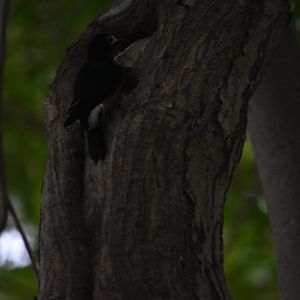 Woodpecker Species ID?