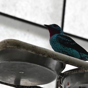 Cotinga species ID? (Spangled?)