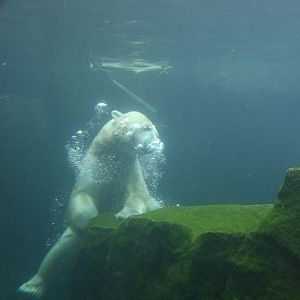polar bear underwater