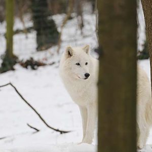 arctic wolf