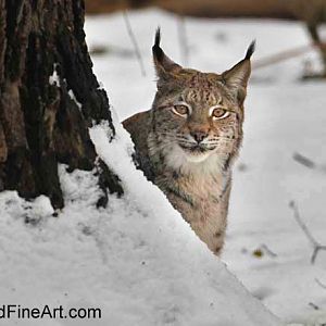 eurasian lynx