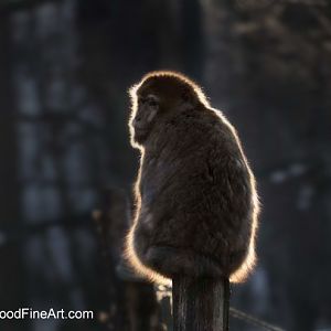 barbary macaque