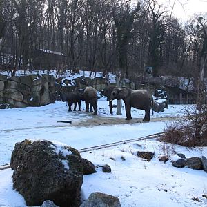 bush elephants in snow