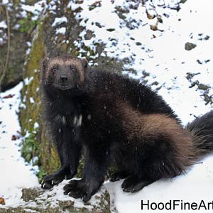 wolverine in snowstorm