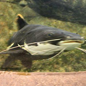 Red-tailed Giant Catfish