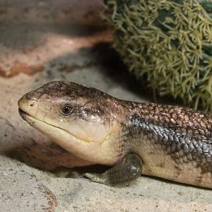 Blue-tonged Skink