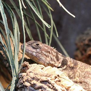 Madagascar spiny-tailed iguana
