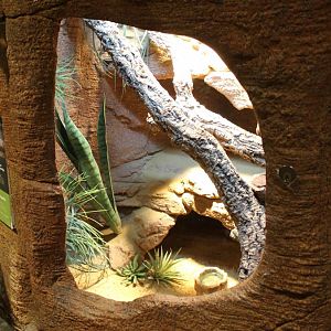 Enclosure Madagascar spiny-tailed iguana