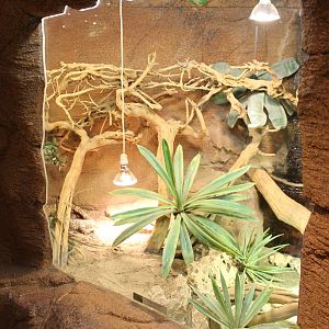 Enclosure Beaded lizard