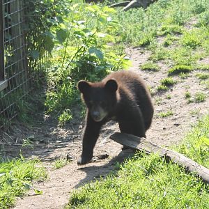 Young American black bear