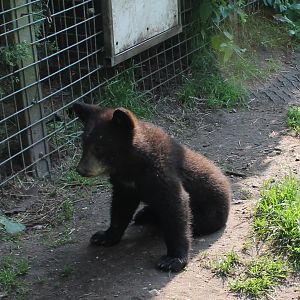 Young American black bear