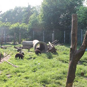 American black bear enclosure