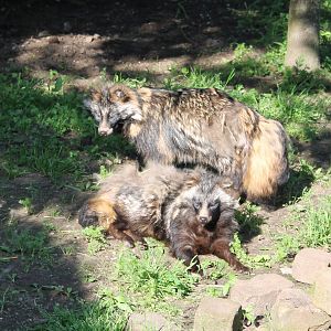 Raccoon dogs