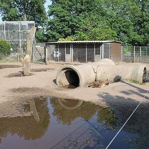 Enclosure Spotted hyena