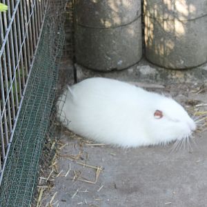 White Coypu