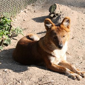 Dhole