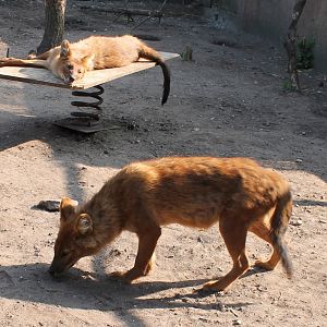 Dholes