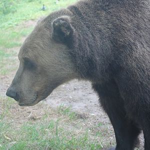 Brown Bear