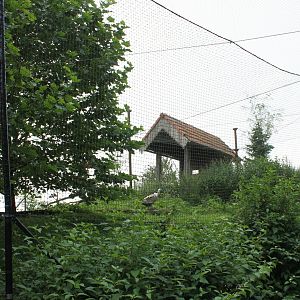 Griffon vulture Aviary