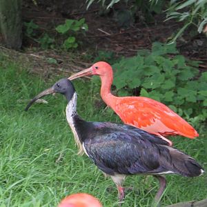 Straw-necked and Scarlet ibis