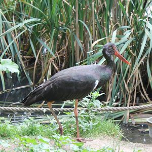 Black stork