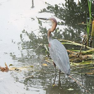 Goliath heron