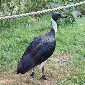 Straw-necked ibis
