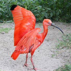 Scarlet ibis