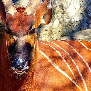 Eastern Bongo