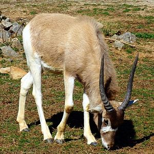 Addax Calf