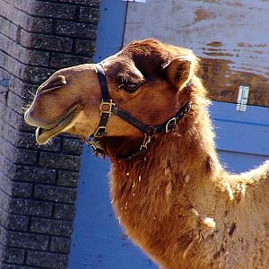 Dromedary Camel