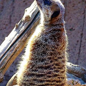 Slender-tailed Meerkat