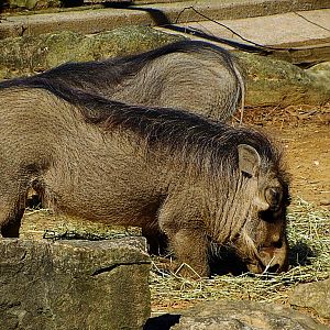 Common Warthogs