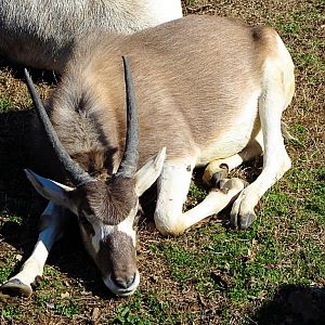 Addax Calf